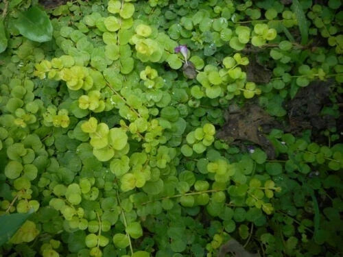 15 Bare Root Creeping Jenny Starter Plants, Green Ground Cover, Hardy Perennial, Lysimachia nummularia