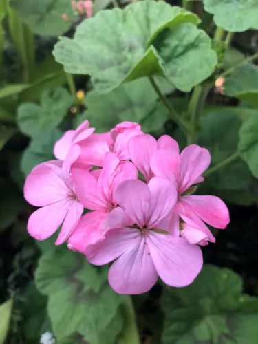 Bubblegum Pink Pelargonium Zonal Geranium Cuttings - 4x 8" Live Starter Plants - Pelargonium x hortorum