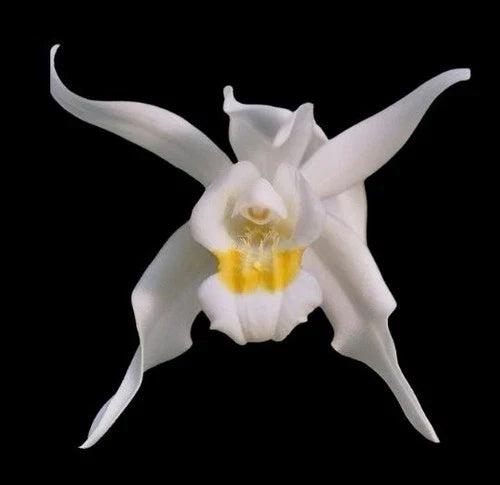 Coelogyne mossiae Orchid Plant 5” Pot Multi-Growth Paph. Dr. Toot (delentaii x kolopakingii var. topperi) Bare Root Orchid