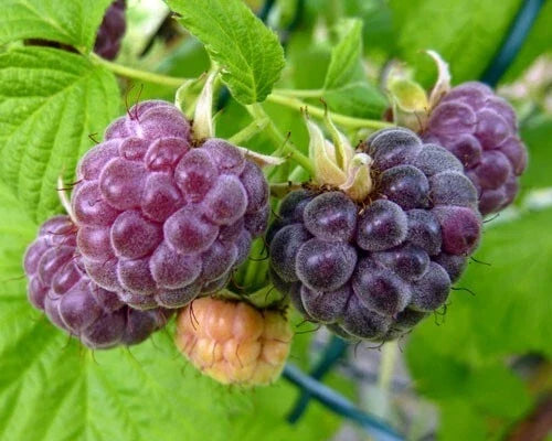 Dormant Organic Glencoe Purple Raspberry Starter Plant | Thornless | Rubus idaeus 'Glencoe' | Live Rooted Plant for Zones 4-9