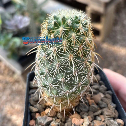Live Rooted Cacti - 3.25" Coryphantha recurvata - Unique Recurved Cactus - Drought-Tolerant Desert Plant