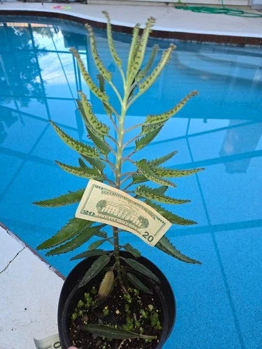 Kalanchoe Succulent Live Plant - Mother of Thousands Alligator Plant - Kalanchoe daigremontiana - Easy Care Ground Cover