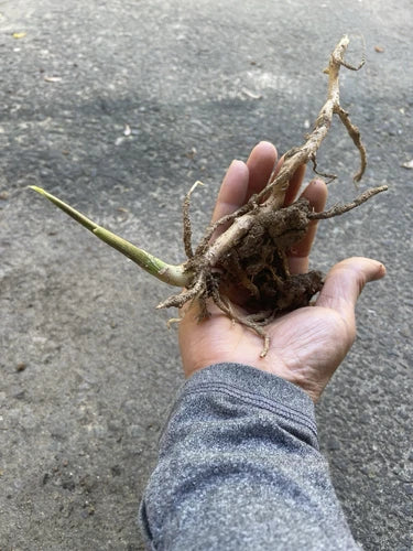 Live Myoga Ginger Plant with Root - Fresh Culinary Herb - Zingiber mioga - Aromatic Shoots for Gardens and Cooking