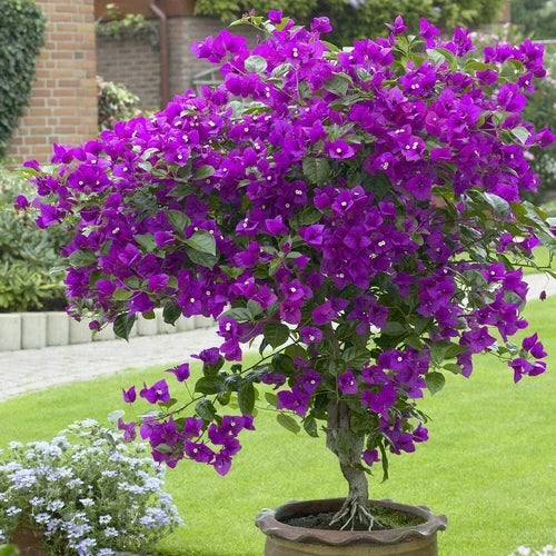 Violet Bougainvillea Starter Plant - 3 to 4-Inch Well-Rooted Tropical Bougainvillea (Bougainvillea glabra)