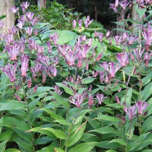 Japanese Toad Lily Starter Plant - Tricyrtis 'Sinonome' - Drought Tolerant - Hardy Zones 5-9 - Live Plant in 2.5"x3.5" Pot