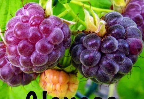 Glencoe Thornless Raspberry Plants - 2 Pack - Rubus idaeus - Live Fruit Garden Plants for Easy Harvesting