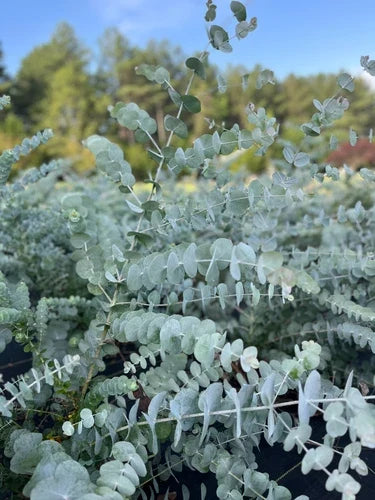 Eucalyptus Plug - Silver Dollar Tree Starter Plant - Eucalyptus cinerea - Aromatic Foliage for Gardens and Landscaping