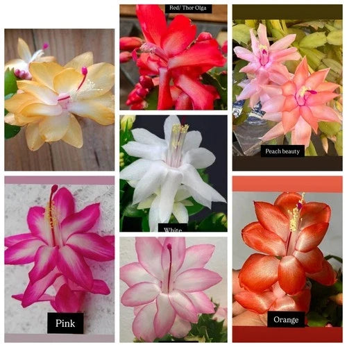 7 Cuttings Christmas Cactus Variety Pack | Red, Peach, Pink, White, Yellow, Orange | Schlumbergera spp. - Fresh Cuttings for Propagation