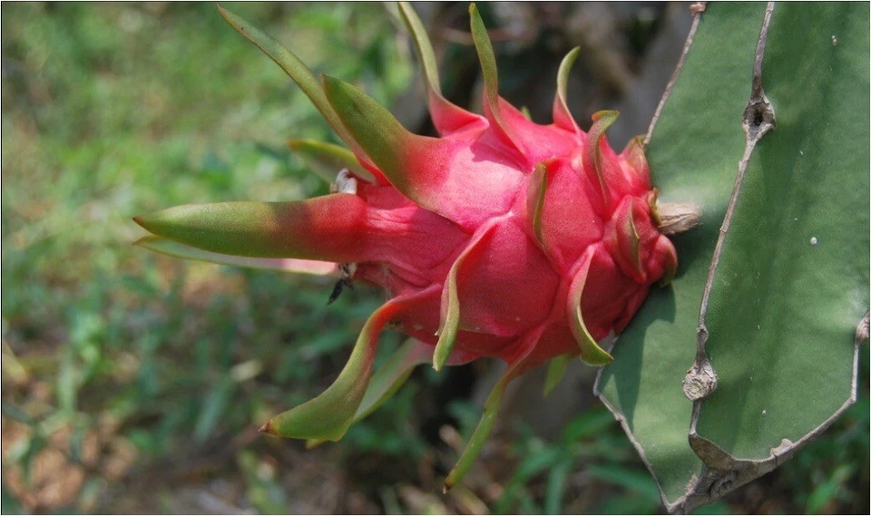 Red Dragon Fruit Cuttings - 5 Fresh Pink Skin Red Flesh Pieces - Selenicereus - Perfect for Planting or Propagation