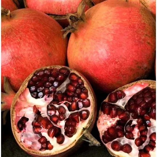 Pomegranate Tree Cuttings - 7 Live 6 Inch Unrooted Scions for Planting - Punica Granatum