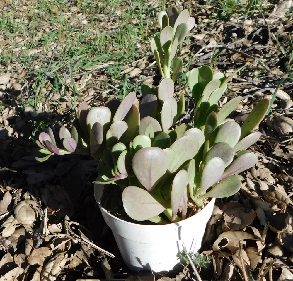 Purple Trailing Jade Succulent Cutting - Senecio jacobsenii - Drought Tolerant Plant for Hanging Pots & Sunny Windows