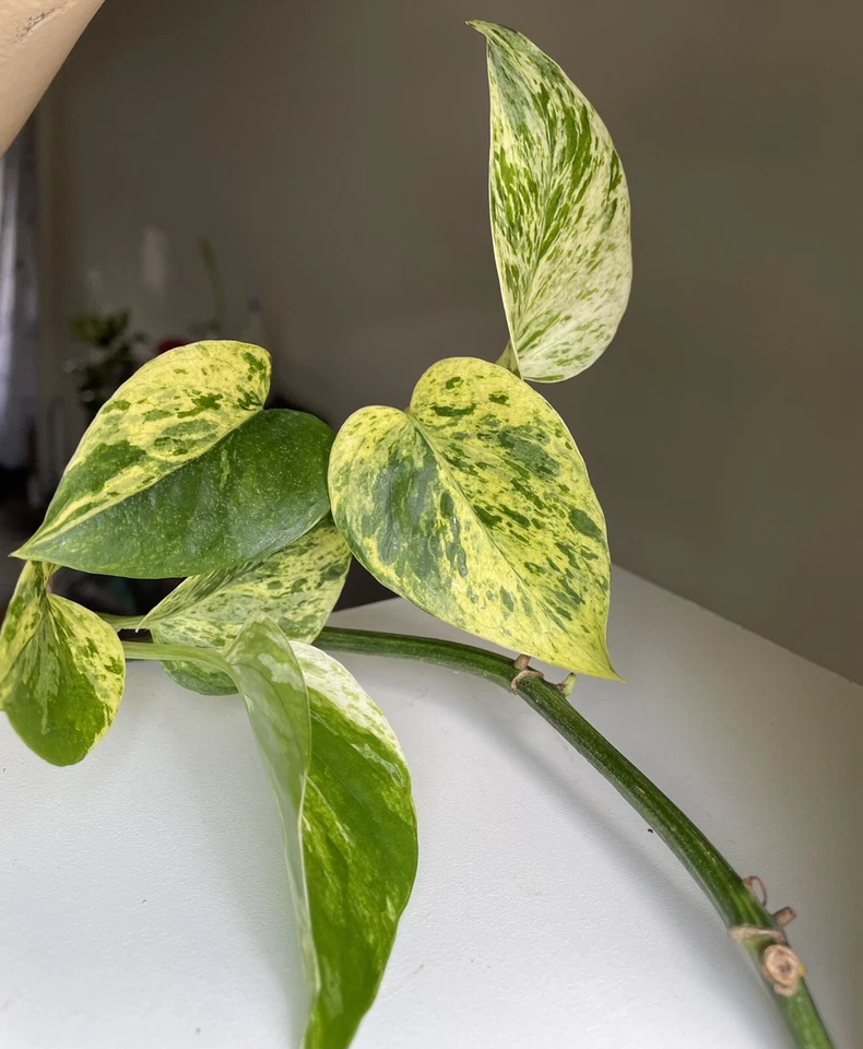 Marble Queen Pothos Cuttings 2-3 Pieces with 3 Leaves Each Unrooted Indoor Houseplant (Epipremnum aureum ‘Marble Queen’)