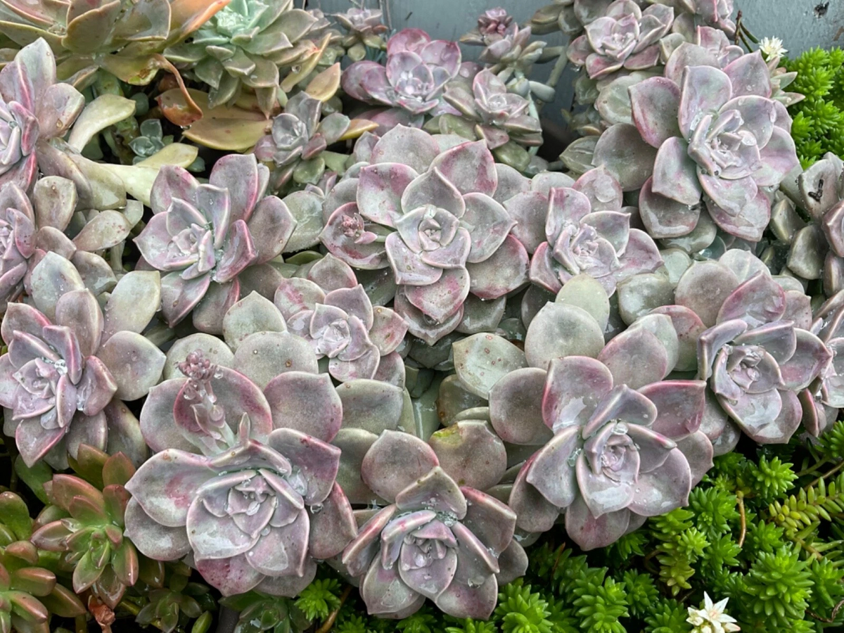 Graptopetalum Purple Delight Succulent Cuttings – 2 Lavender Rosette Cuttings for Pots & DIY Propagation - Graptopetalum ‘Purple Delight’