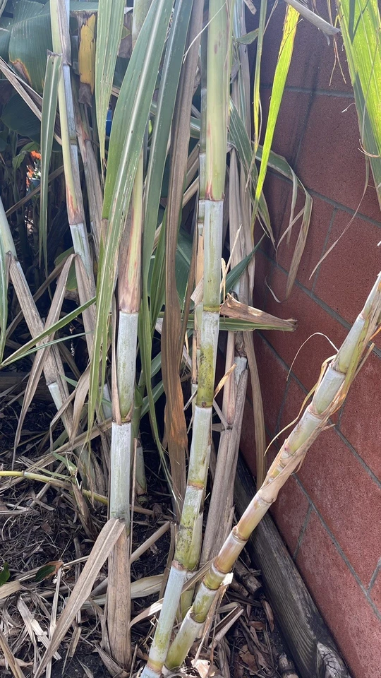Organic Sugarcane Plants - 4 Germinated Tropical Cane Starts - Saccharum officinarum - Healthy Garden Stock for Planting