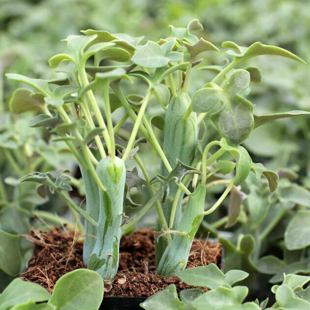 Candle Plant Cuttings 2 Count 3 Inch Senecio articulatus Succulent Stems for Propagation