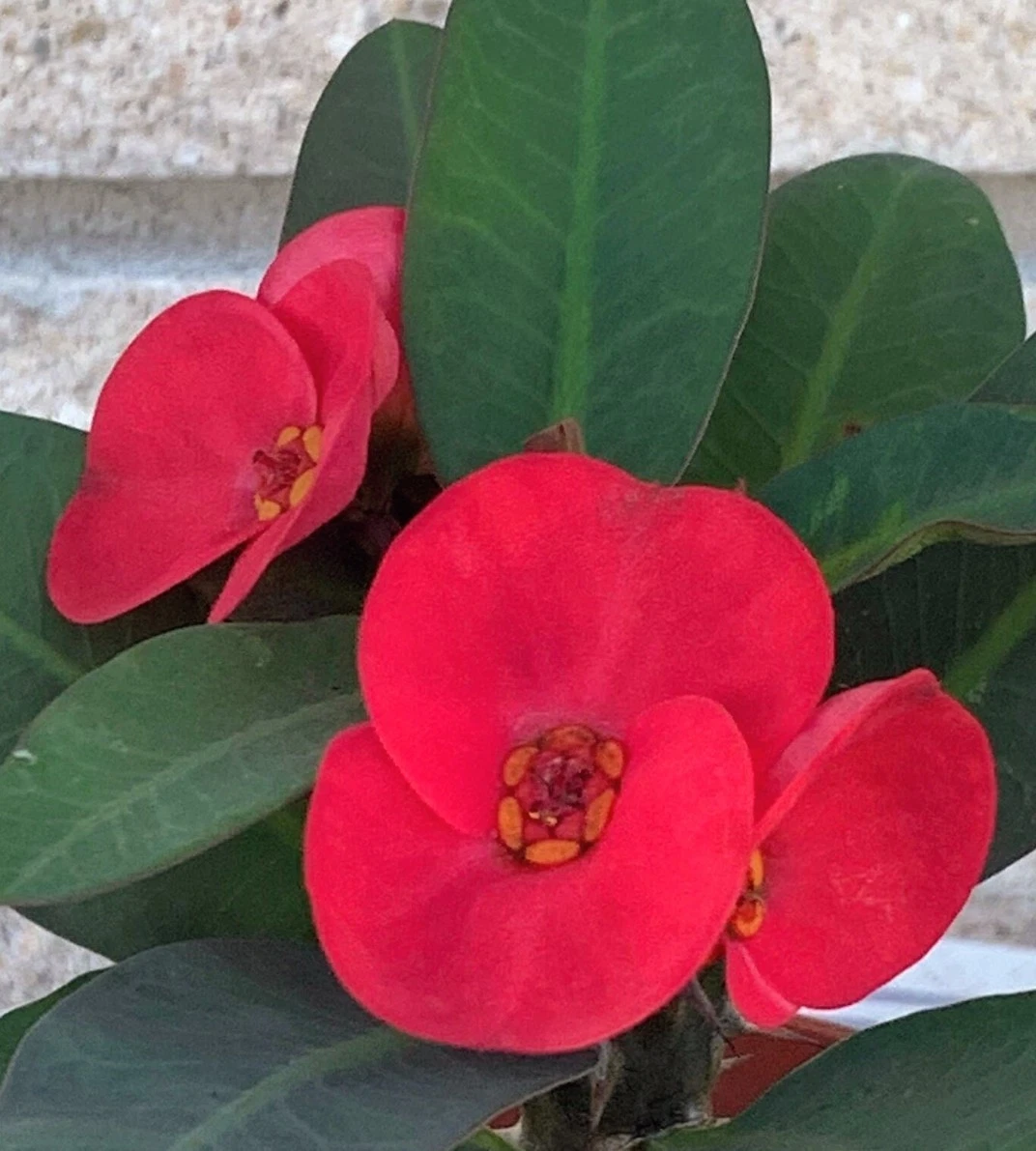 Scarlet Crown of Thorns Cutting - 1 Fresh Euphorbia milii Stem for Propagation, Brilliant Red Bloom Variety