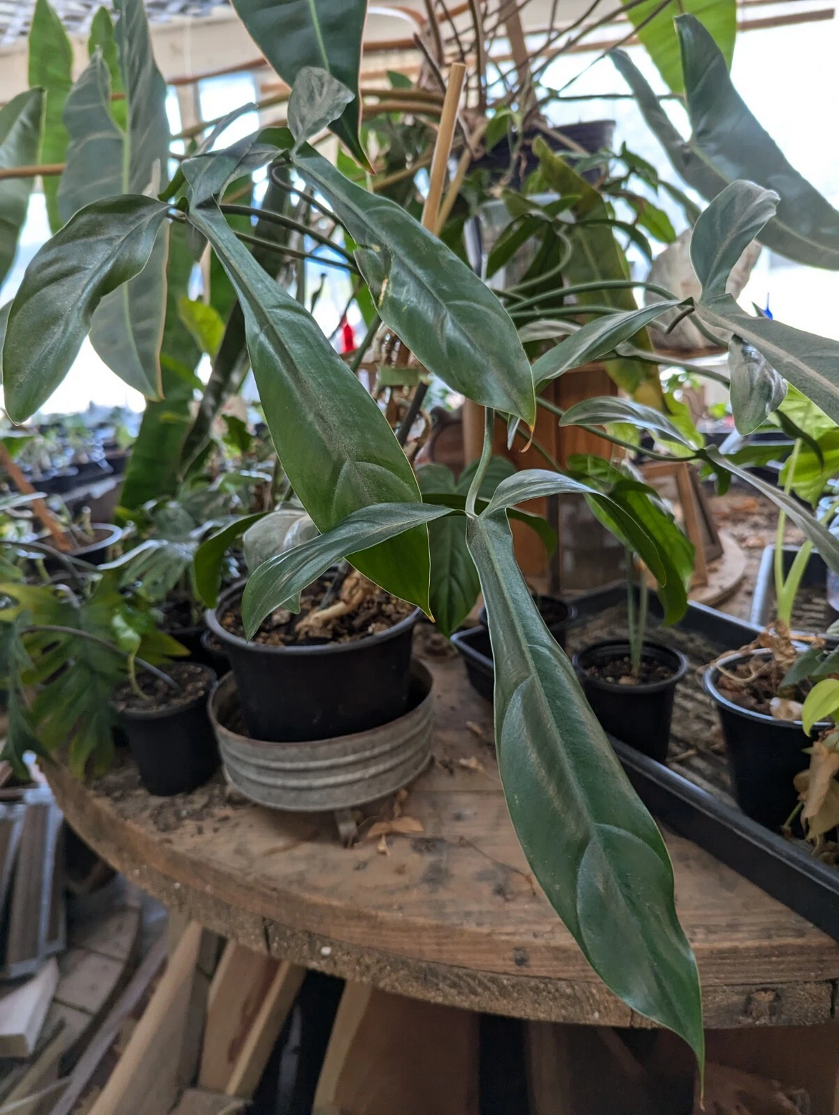Philodendron 69686 Cutting - Live 10" Leaf Rare Aroid Plant, Philodendron sp. 69686, Indoor Houseplant Starter