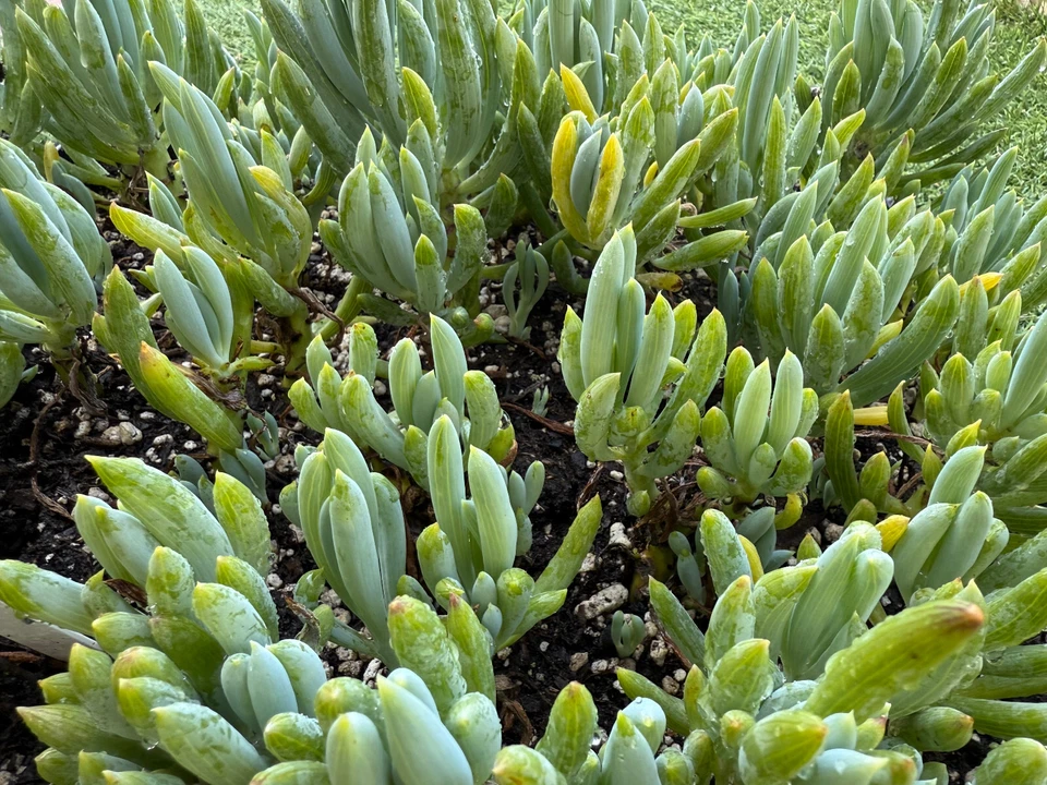 Blue Chalkstick Succulent - 4" Pot - Curio repens - Blue-Green Drought-Tolerant Plant for Indoor/Outdoor Gardens