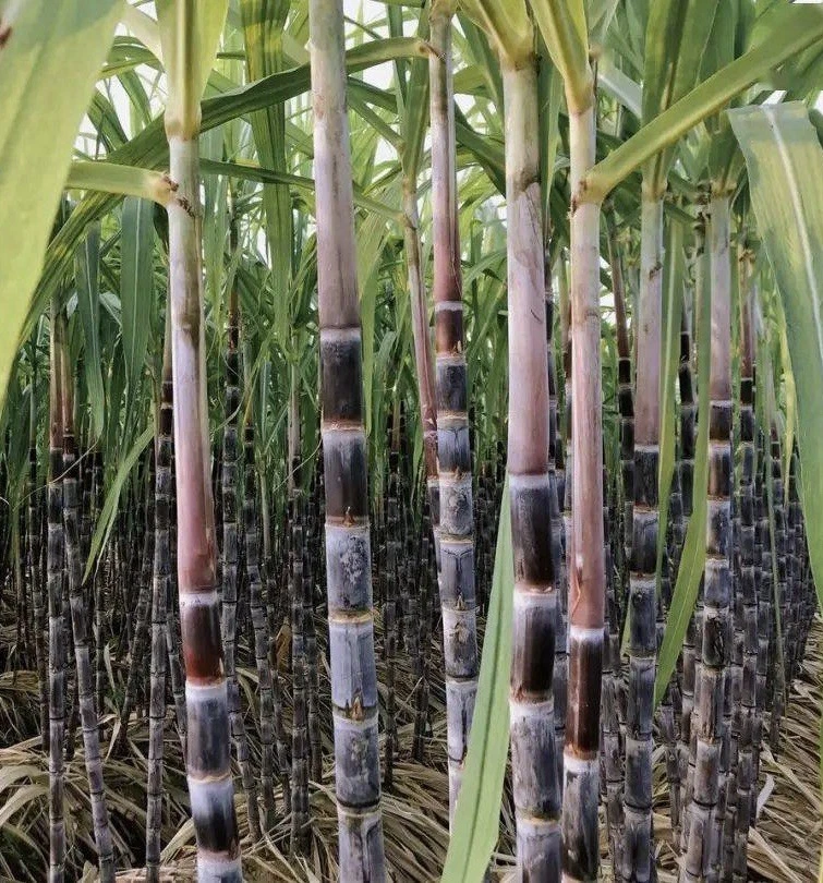 Dark Purple Sugarcane Cuttings - 5 Rooted Live Saccharum officinarum Cuttings for Planting - Tropical Grass with Deep Purple Stalks