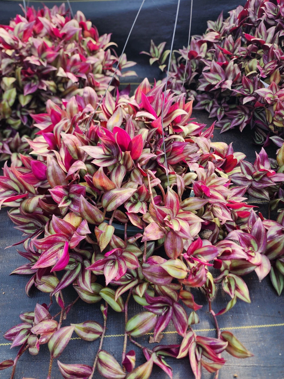 Tradescantia Zebrina Cuttings - 20 Fresh 8-12" Wandering Jew Stems - Easy Rooting Trailing Houseplant - Purple & Silver Foliage