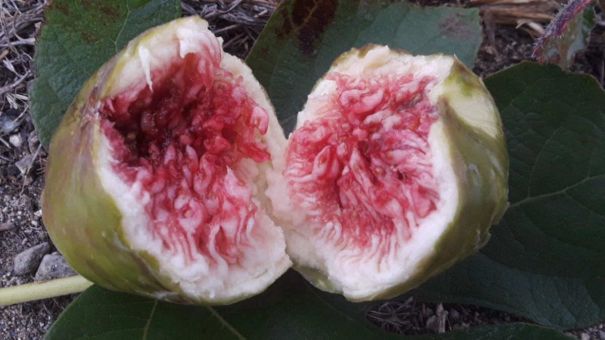 White Adriatic Fig Cuttings 5pcs | 8-10” Ficus carica | Sweet Light-Colored Fruit for Easy Propagation and Grafting