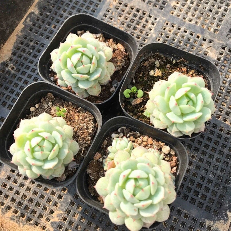 Echeveria Derenbergii Succulent 2" Pot | Compact Rosette | Blue-Green Leaves with Pink Tips | Painted Lady Echeveria