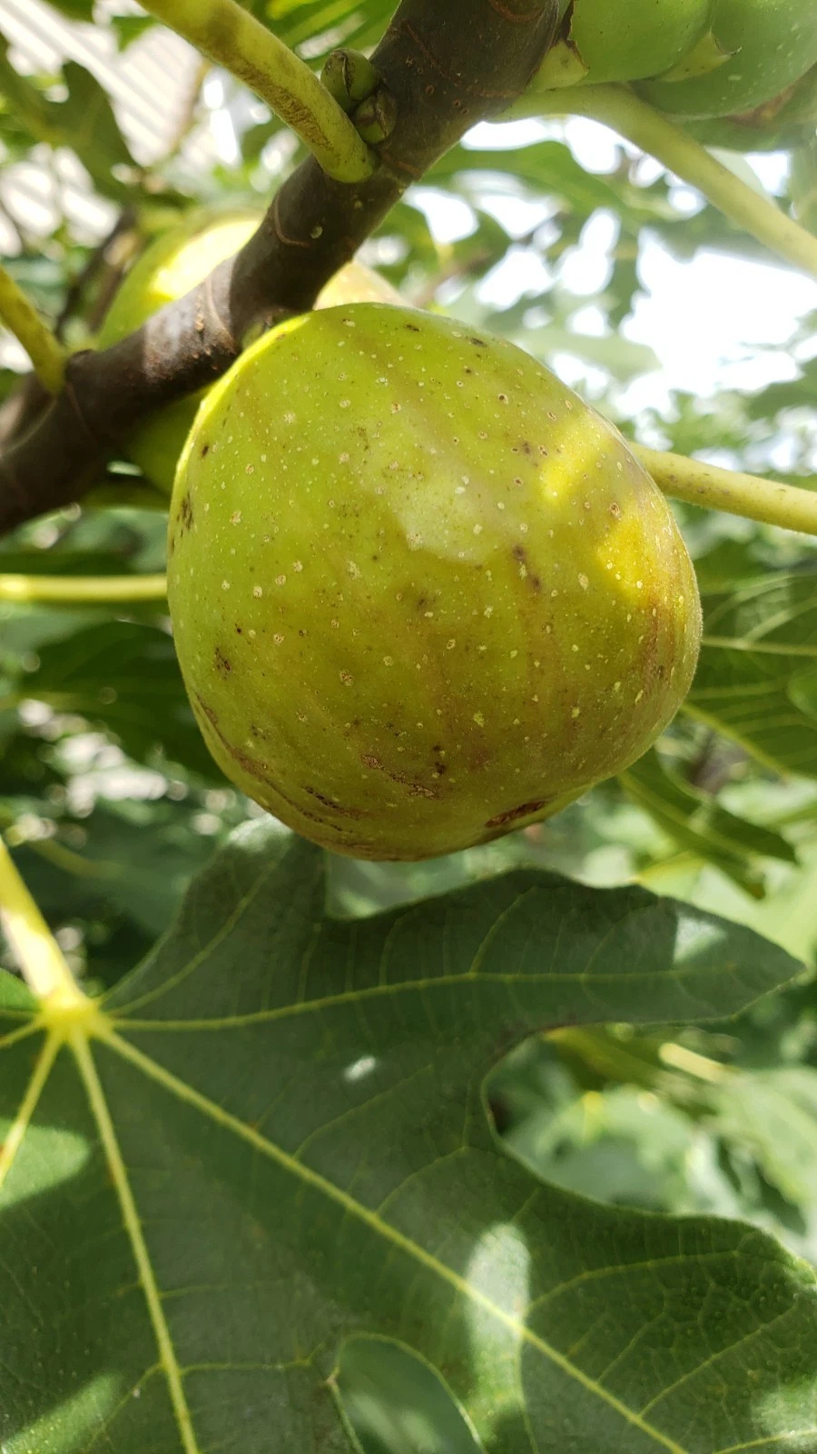 Fig Tree Cuttings - 5 Unrooted Ficus Carica Cuttings - 2 Varieties - Live Starter Wood for Rooting - Fruit Tree Propagation
