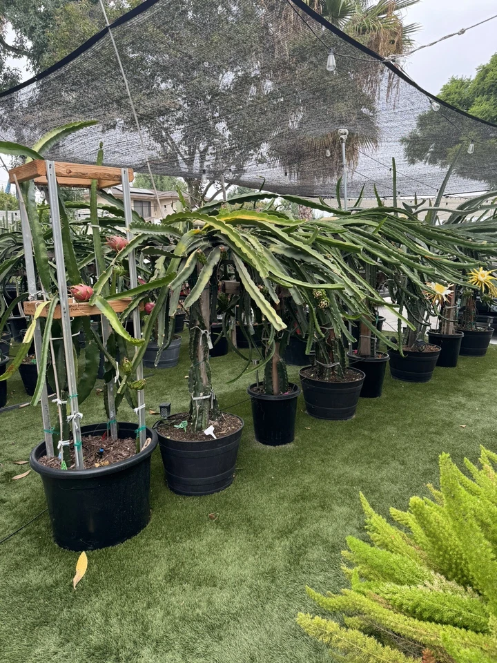 Dragon Fruit Cuttings 8-14" - Fresh Hylocereus Stems for Propagation | Unrooted Cactus Cuttings Set