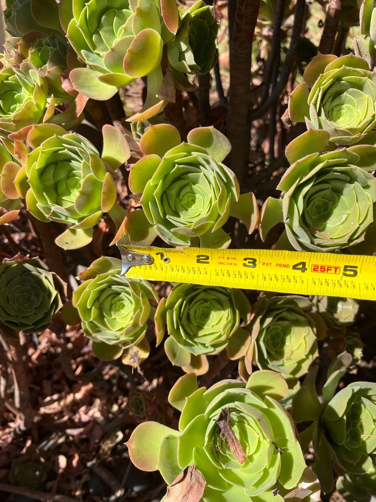 Fresh Cut Succulent Plants - 4 Live Cuttings - Mixed Varieties Starter Set - Succulent Species