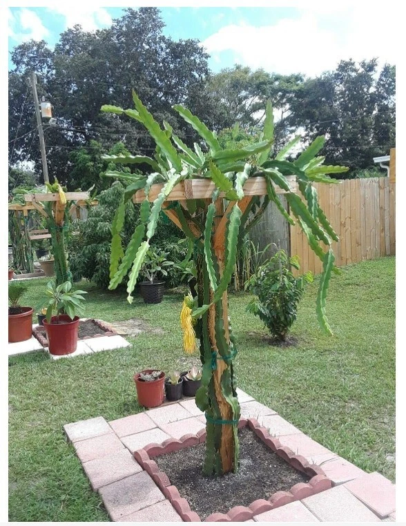 18" Dragon Fruit Cactus Plant in Pot - Hylocereus undatus, Self-Pollinating Pitaya for Indoor/Outdoor Growing
