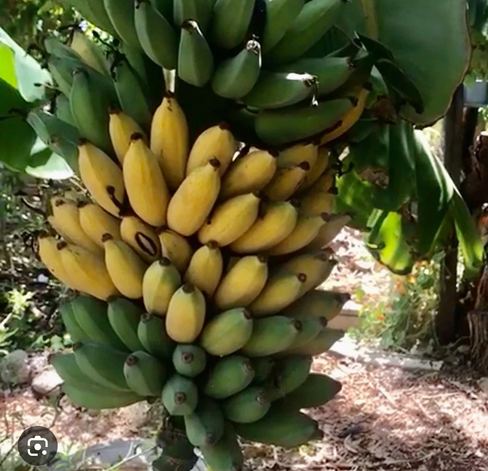 Live Gold Finger Banana Plant - Small Well-Rooted Tropical Musa 'Goldfinger' for Indoor or Outdoor Container Gardening