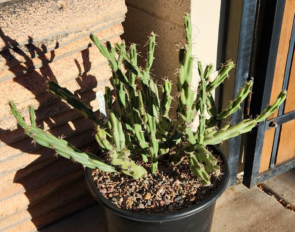 Cylindropuntia Acanthocarpa Thornberi Cutting - 1 Live Thornberi Cholla Cactus for Xeriscape Gardens & Collectors
