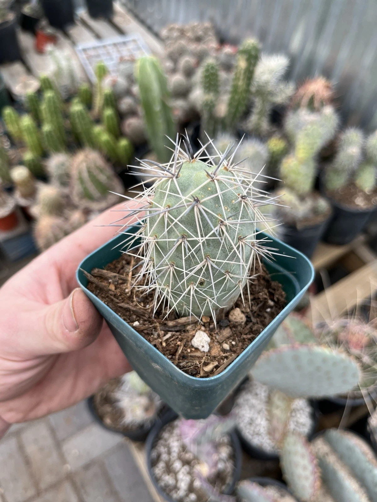 Rooted Bare Root Cactus, XL Tephrocactus alexanderii, Rare One Ball Form, Collectible Opuntia Species