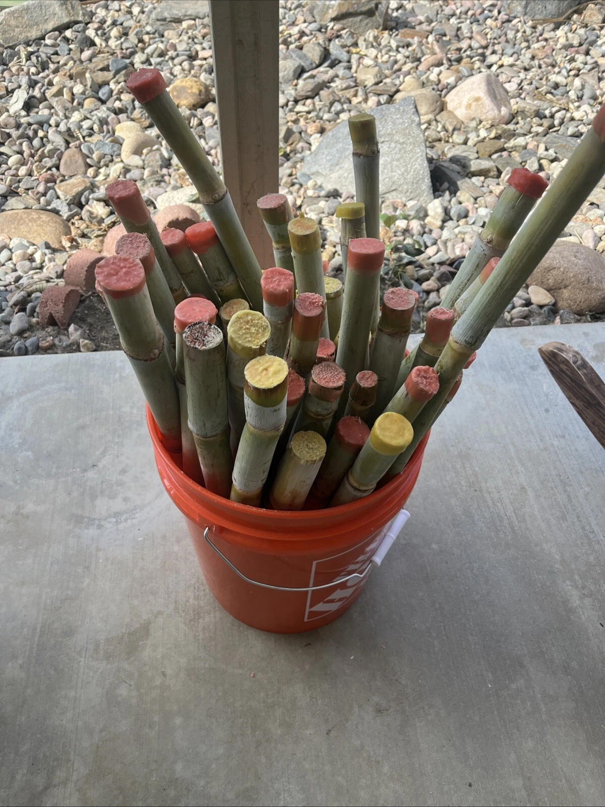 Fresh Sugarcane Cuttings 3 Pack | Saccharum officinarum | Easy Grow Tropical Planting Stalks for Home Garden