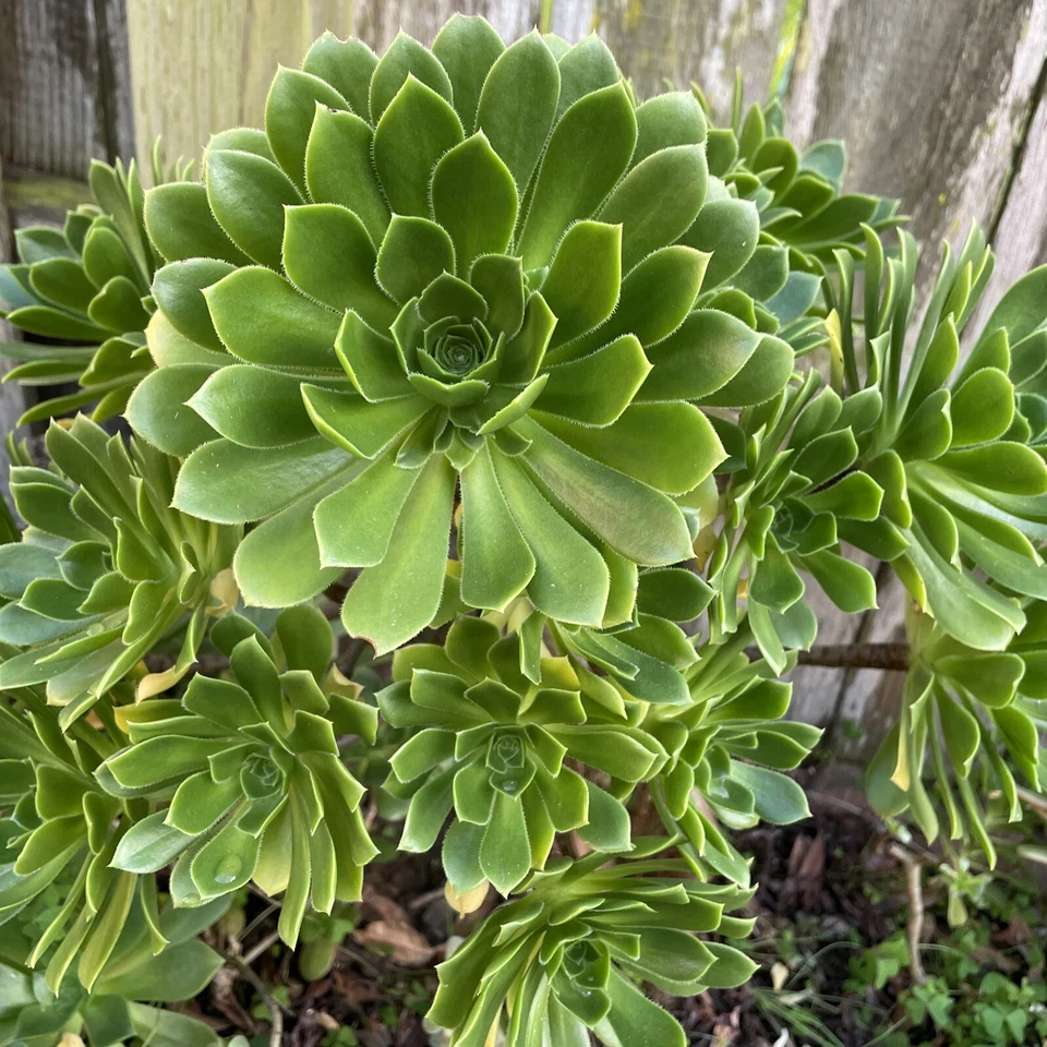 Green Aeonium Succulent Cuttings - 20 Fresh Live Cuts for Rooting - Aeonium species - Vibrant Green Foliage