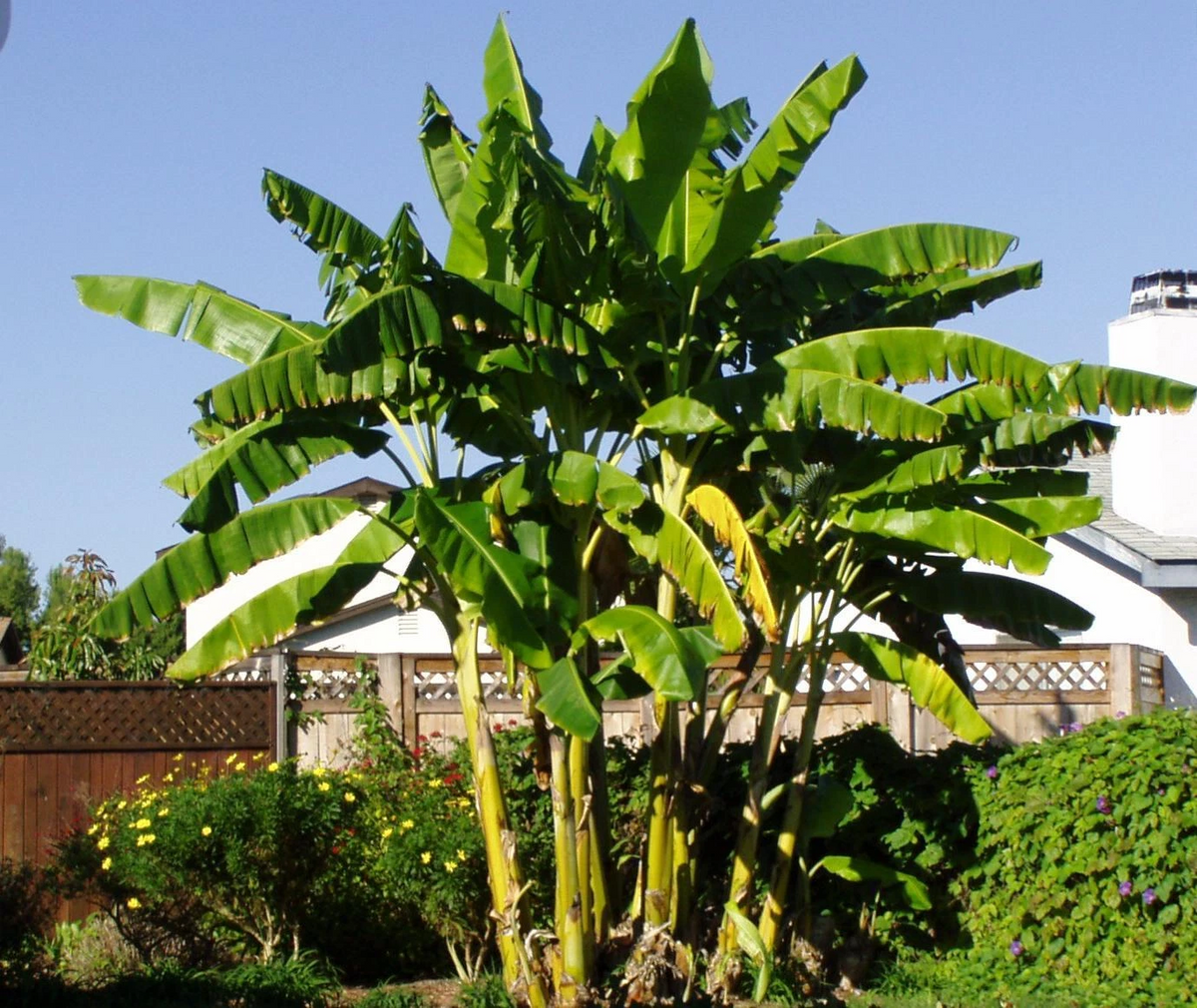 Musa Basjoo Banana Plant - Small Rooted Hardy Banana Starter - Cold-Tolerant Tropical Plant for Outdoor Growing