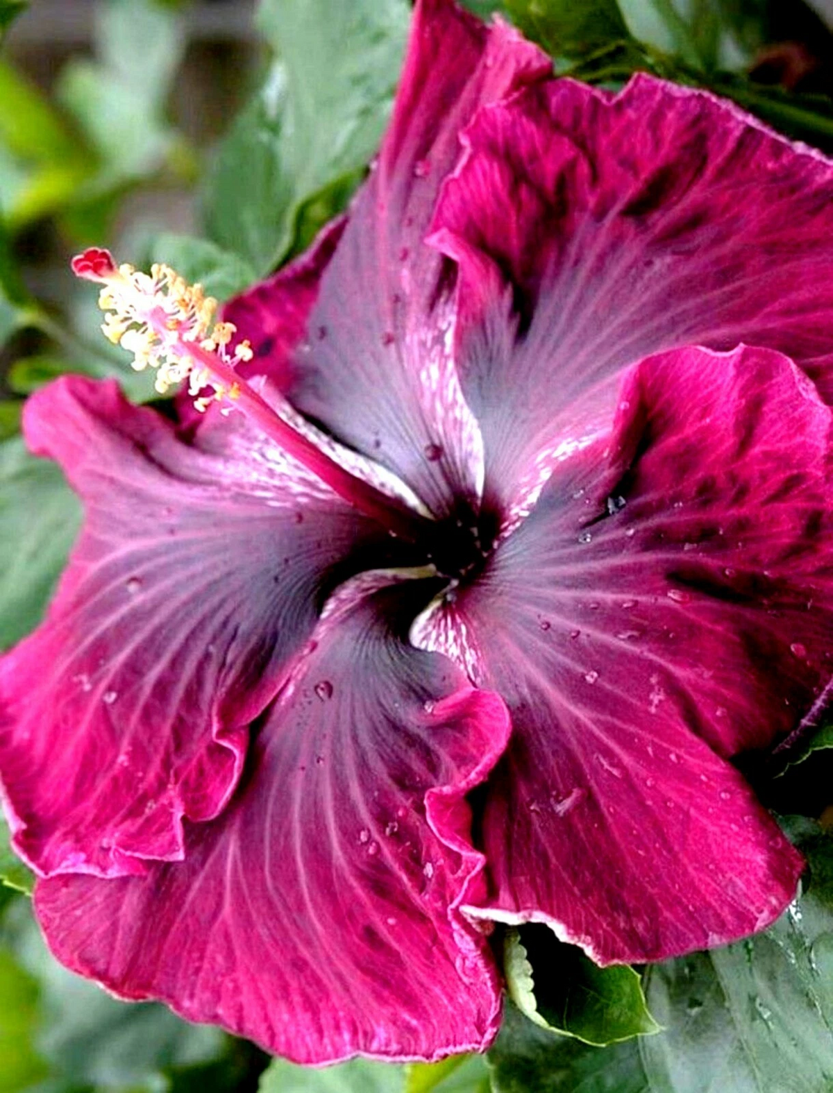 Hibiscus Cuttings - 7 Starter Cuttings - Hardy Rose Mallow - Hibiscus moscheutos - Large Blooms for Tropical Gardens