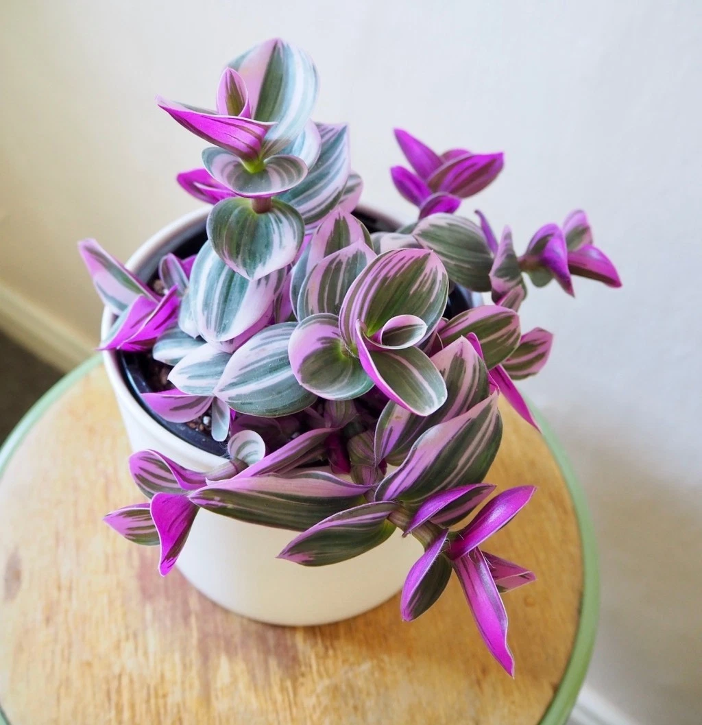 3 Unrooted Tradescantia Nanouk Cuttings - Pink & White Variegated Stem Cuttings - Tradescantia albiflora ‘Nanouk’