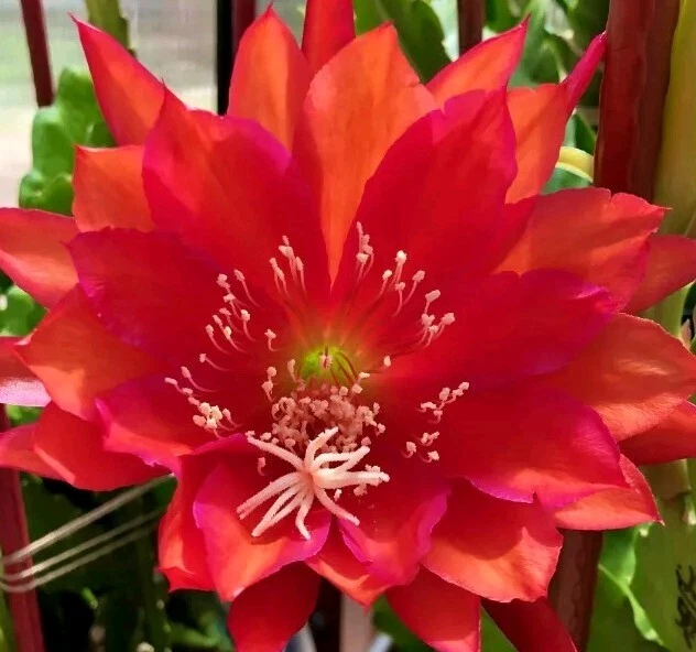 German Empress Epiphyllum Cutting - 6+ Inch Rare Red Orchid Cactus Stem for Rooting - Epiphyllum Hybrid Plant