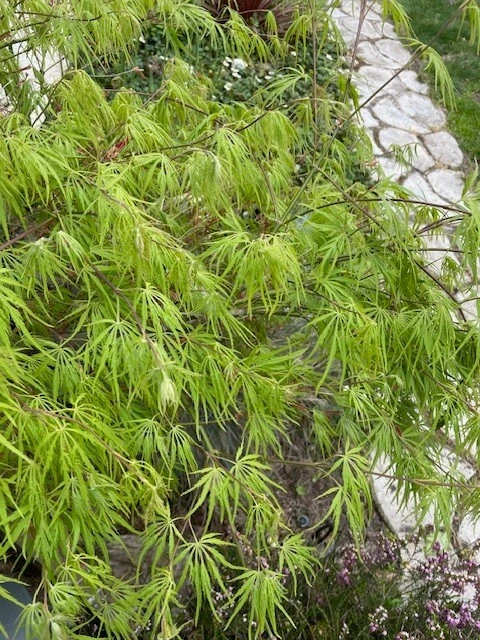 Japanese Dwarf Maple Tree Cuttings – 6 Fresh 6-Inch Cuttings for Rooting – Acer palmatum – Ideal for Bonsai & Container Gardening
