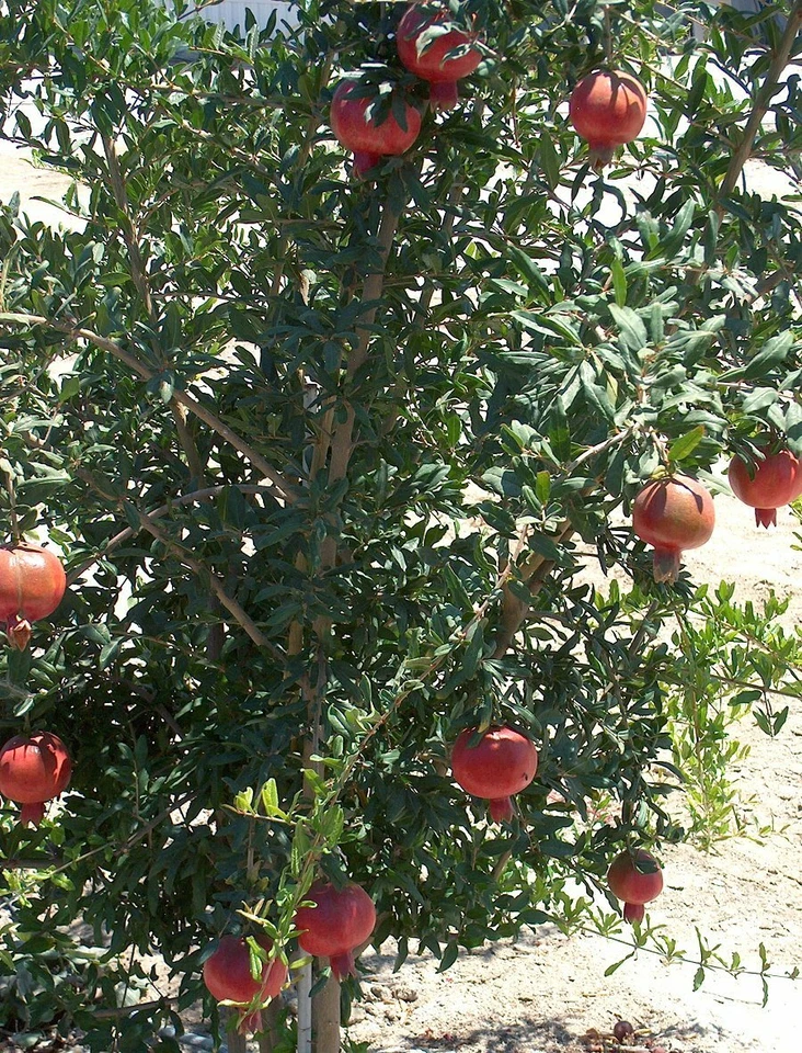 Wonderful Pomegranate Cuttings - Lot of 4 Fresh Unrooted Cuttings, Punica granatum ‘Wonderful’ for Propagation