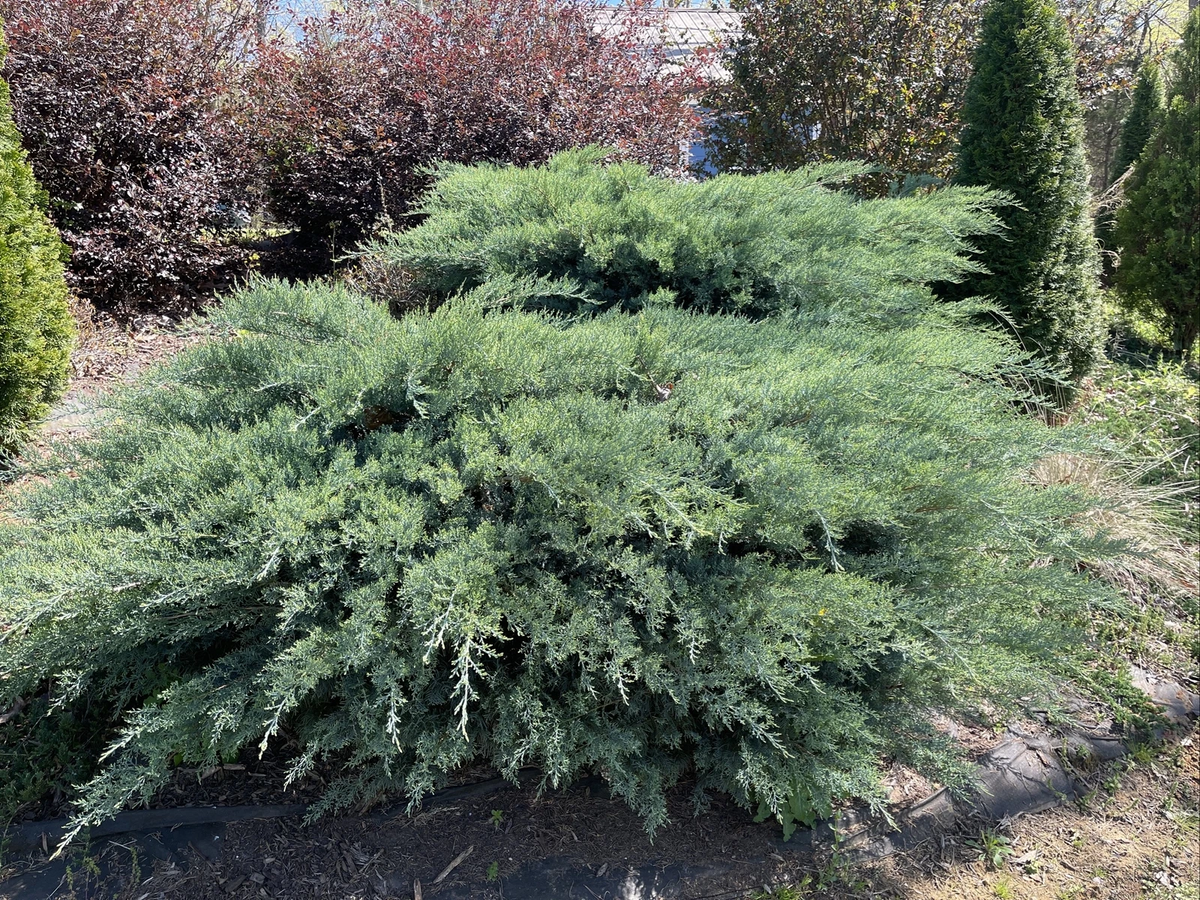 Grey Owl Juniper Cuttings – 10 Fresh 5–7 Inch Evergreen Stems for Rooting – Juniperus virginiana 'Grey Owl'