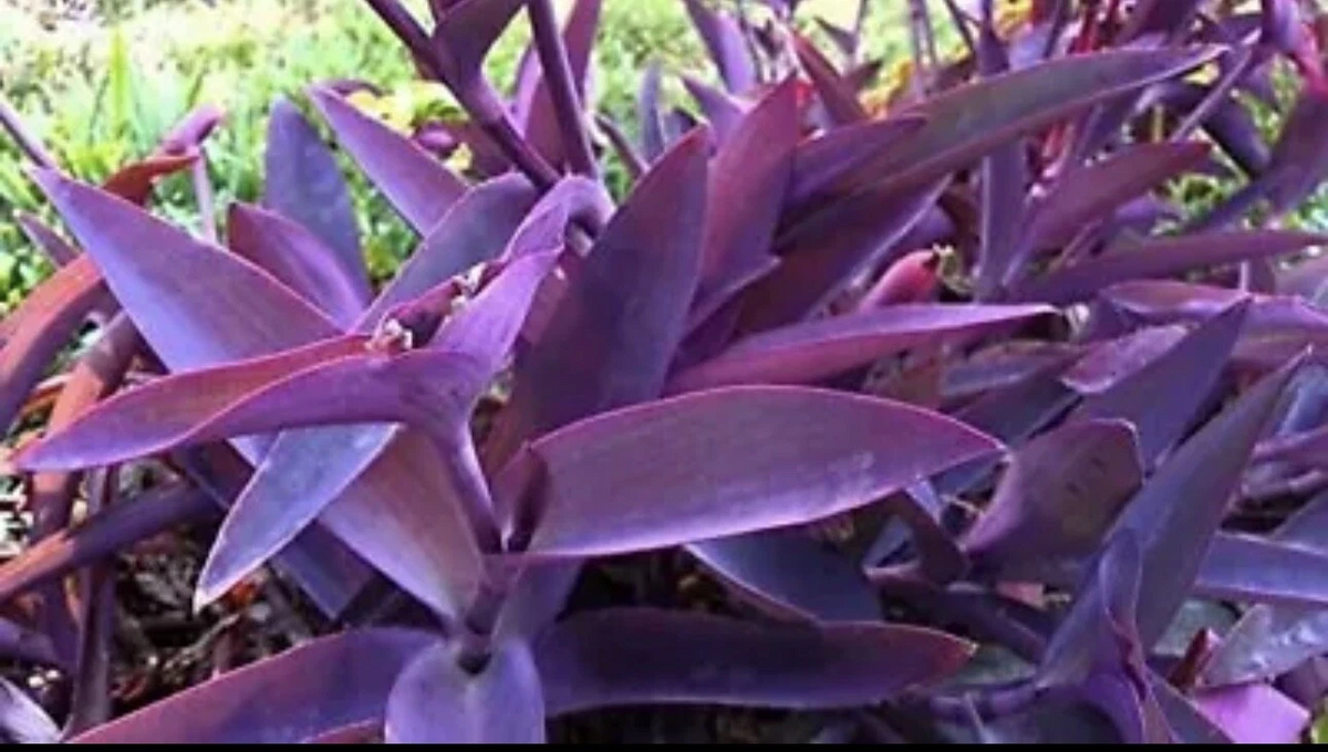 Purple Heart Plant Cuttings - 5 Unrooted Tradescantia Pallida - Vibrant Purple Wandering Jew Starter Plants