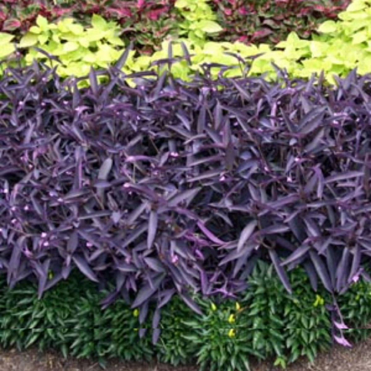 Wandering Jew Cuttings - 10 Live Purple Tradescantia Zebrina Cuttings for Indoor Pots & Hanging Baskets - Easy to Root