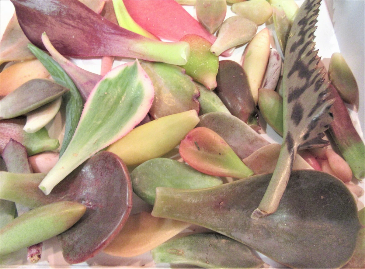 Mixed Succulent Leaf Cuttings – 25+ Unrooted Leaves for Propagation, Assorted Varieties, Assorted Succulent Species