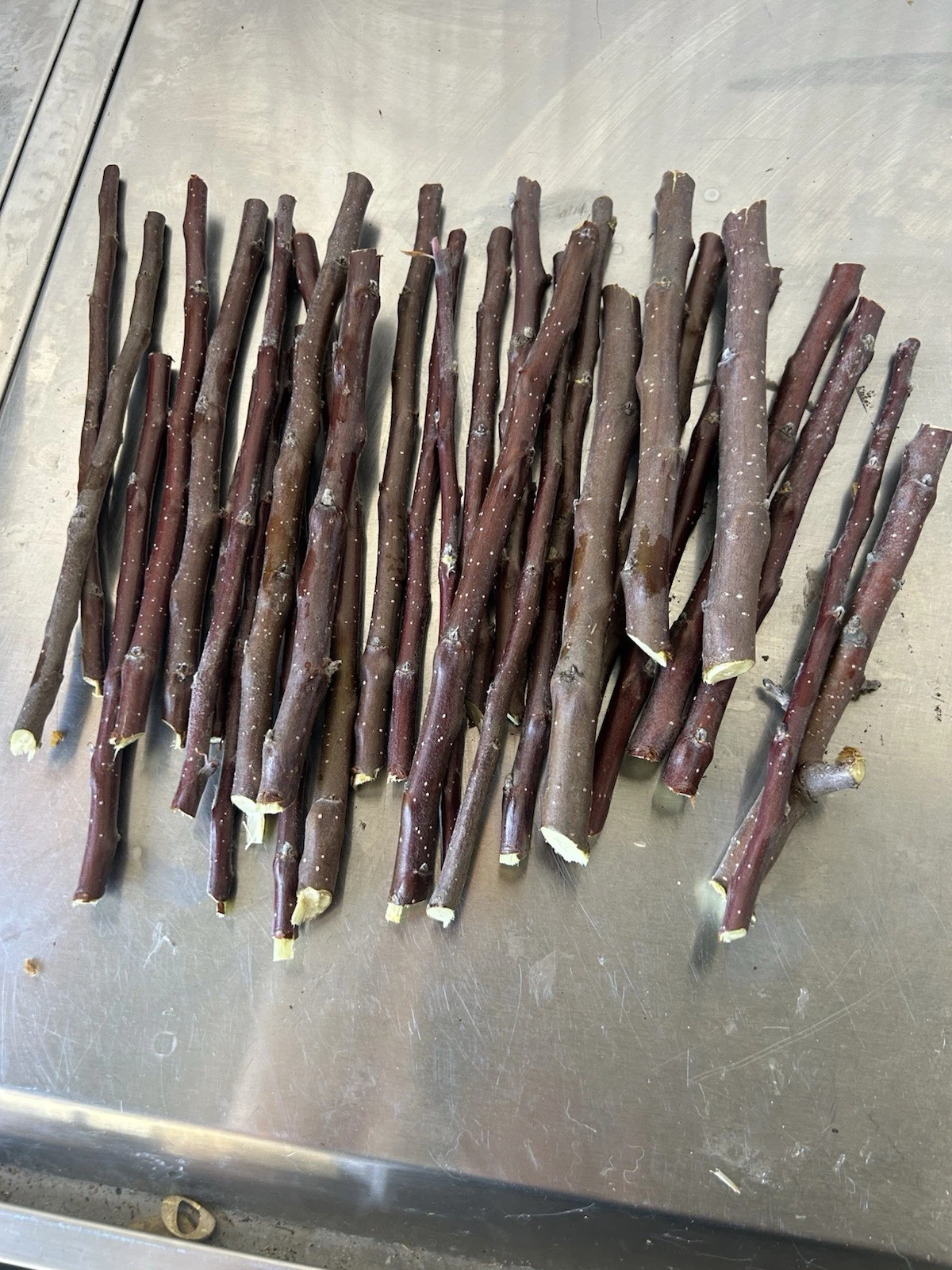Apple Tree Cuttings for Grafting, Live Scions for Propagation, Malus domestica, Home Orchard Growing