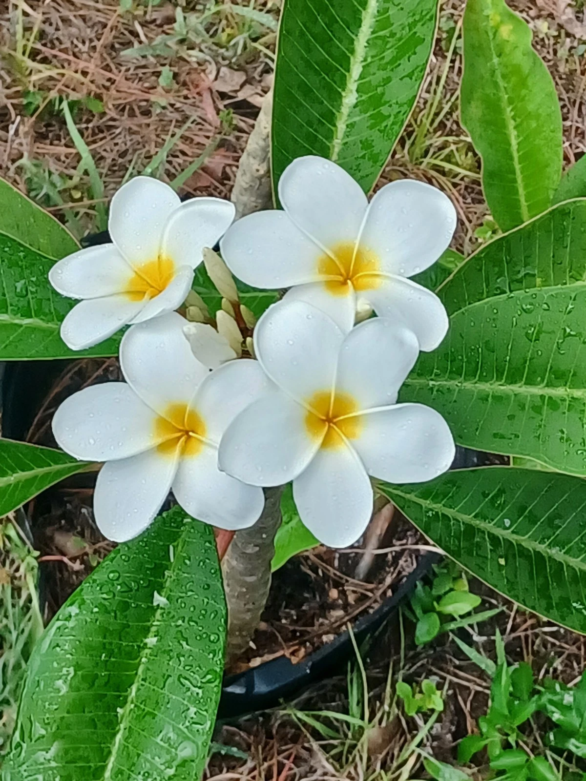 Unrooted Plumeria Cuttings - Frangipani Tree Cuttings for Propagation - Plumeria spp. - Tropical Garden Plant Material