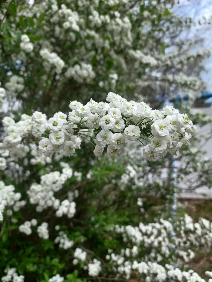 Bridal Wreath Spirea Cuttings Set of 10, Unrooted Flowering Shrub for Propagation, Spiraea cantoniensis