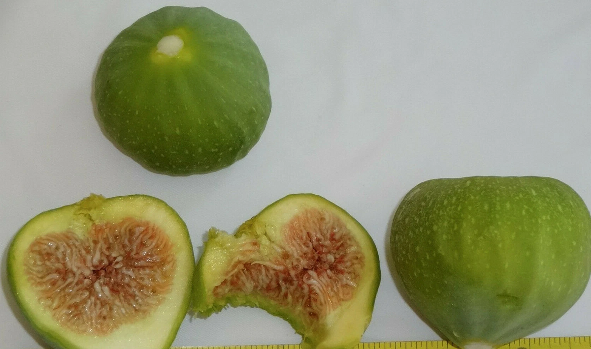 Green Ischia Fig Tree Cuttings - 3 Unrooted Fresh Cuttings, Ficus Carica, Perfect for Propagation, Zones 7-10