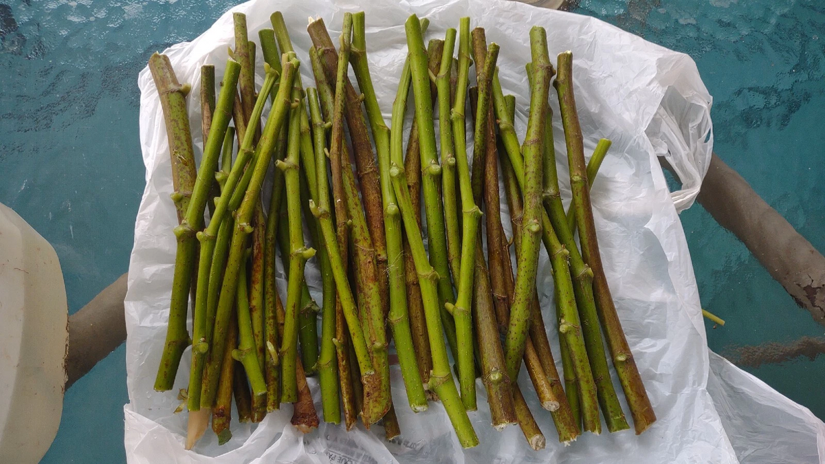 Hardy Chicago Fig Tree Cuttings Bulk Lot - 20 Unrooted Branch Cuttings for Planting - Ficus carica ‘Hardy Chicago’